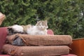 Pink old broken couch as trash and stray tabby cat with one ear lying down on old pillow on dump. Damaged things recycle