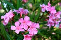 The pink oleander, best delicate flowers , Nerium oleander, bloomed in spring. Shrub, small tree, garden plant. Pink summer Royalty Free Stock Photo