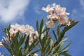 Pink oleander blooms