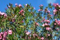 Pink Oleander in blossom. Royalty Free Stock Photo