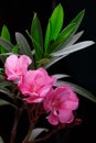 Pink oleander flower Royalty Free Stock Photo