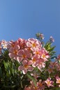 Pink oleander flower