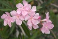 Pink oleander flower Royalty Free Stock Photo