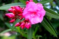 Pink Oleander Flower with Buds Royalty Free Stock Photo