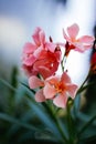 Pink Oleander Flower: closeup shot of pink flowers on oleander shrub