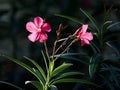 Pink oleander flower isolated in front of dark background