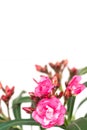 Pink oleander flower on white background Royalty Free Stock Photo