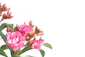 Pink oleander flower on white background Royalty Free Stock Photo