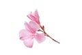 pink oleander flower and leaves isolated on white background Royalty Free Stock Photo