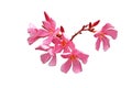 pink oleander flower Royalty Free Stock Photo