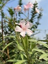 Pink Oleander flower- Nerium oleander. flower background. Red tree blossom. Nerium oleander flowers tree Royalty Free Stock Photo