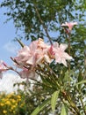 Pink Oleander flower- Nerium oleander. flower background. Red tree blossom. Nerium oleander flowers tree Royalty Free Stock Photo