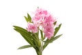 Pink oleander flower on white