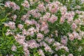 Pink oleander flowers