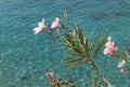 Pink oleander flowers against the backdrop of the crystal clear waters of the Adriatic Sea, Croatia Royalty Free Stock Photo