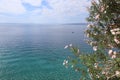 Pink oleander flowers against the backdrop of the crystal clear waters of the Adriatic Sea and sky  Croatia Royalty Free Stock Photo