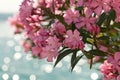 Pink oleander flowers against blue sea Royalty Free Stock Photo