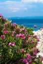 Pink oleander flowers, beach with umbrellas and the blue sea