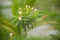 Pink Oleander flowers in bloom Royalty Free Stock Photo