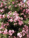 Pink oleander flowers Royalty Free Stock Photo