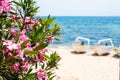 Pink oleander flowers, blue sea and boats summer background Royalty Free Stock Photo