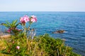 Pink oleander flowers and the blue sea Royalty Free Stock Photo