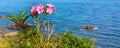 Pink oleander flowers and the blue sea Royalty Free Stock Photo