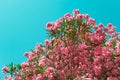 Pink oleander flowers on blue sky background