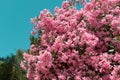 Pink oleander flowers on blue sky background