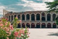 Pink oleander flowers and blurred amazing view of Verona Arena in a blue sky. A Roman amphitheatre in Piazza Bra, Verona, Italy Royalty Free Stock Photo