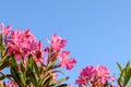 Pink oleander flowers Royalty Free Stock Photo