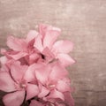 Pink oleander flowers close up on wooden background Royalty Free Stock Photo