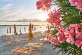 Pink oleander flowers at an empty evening beach Royalty Free Stock Photo