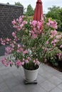 Pink nerium oleander in front of a brick wall