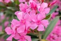 Pink oleander flowers Oleander Nerium. Blooming tree. Soft blurred Royalty Free Stock Photo