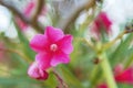 Pink oleander flowers Nerium , soft focus, bokeh background Royalty Free Stock Photo