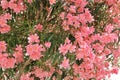 pink oleander flowers, salmon flower petals, large blooming oleander bush, Mediterranean plant, plant in full bloom