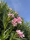 Pink oleander flowers Royalty Free Stock Photo