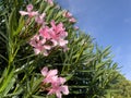 Pink oleander flowers Royalty Free Stock Photo