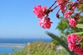 Pink oleander flowers Royalty Free Stock Photo