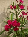 Pink Oleander - Garden Flowers - Ile de Puteaux, France