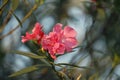 Pink oleander on a green background Royalty Free Stock Photo