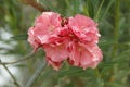 Pink oleander on a green background