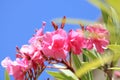 Pink oleander several flowers in the sky