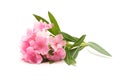 Pink oleander on white background Royalty Free Stock Photo