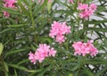 Pink oleanders Flowers