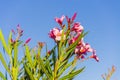 Pink oleanders in Sardinia Italy.