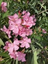pink oleandr close up background