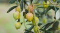 Pink oliv tree in an olive grove with ripe olives on the branch ready for harvest Royalty Free Stock Photo