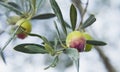 Pink oliv tree in an olive grove with ripe olives on the branch ready for harvest Royalty Free Stock Photo